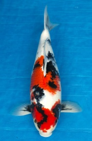 26-昭和三色-47cm-母-2016年產-5000起標-(強度p3-2017元大昭和拍...