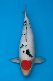 16-丹頂三色-78cm-不明-2013年產-(2016億來錦鯉)