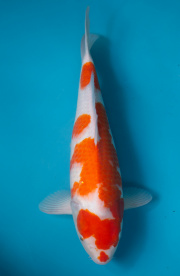 15-紅白-47cm-不明-2019年產-5000起標-(超越最终回--2020元大拍...
