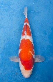 25-元大錦鯉園-紅白-39CM