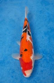 47-元大錦鯉園-大正-37CM