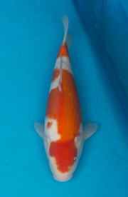 21-紅白-36cm-公-2015年產-(2016愛鯉家銘鯉苑-1)-1