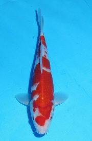 40-藍衣-28cm-母高-2015年產-(2016佳河錦鯉園拍賣會p-1)-1