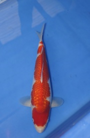 2016桃園愛鯉 參賽魚