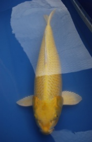 2011黃金65cm