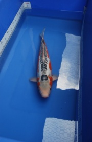 2011秋翠55cm(已售出)