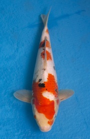 13-大正三色-35cm-母