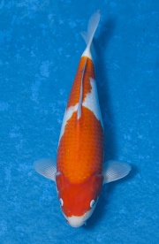 19-紅白-35cm-不明-(寶源錦鯉養殖場)