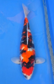 15-真子昭和-51cm-母-2014年產-(2016明宏錦鯉園拍賣會)