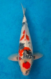45-元大錦鯉園-昭和-42CM
