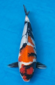 07-昭和三色-42cm-不明-2016年產-5000起標-(強度p2-2017元大昭和...