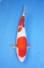 24) 愛鯉家銘鯉苑  - 紅白 35cm 母