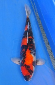 20-真子昭和-53cm-母-2014年產-(2016明宏錦鯉園拍賣會)