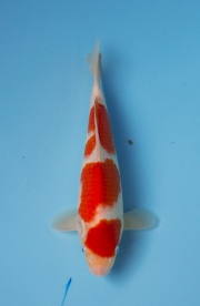 15) 李永華專業錦鯉場  - 紅白三段 34cm