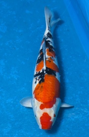 43-大正三色-51cm-母--2014產-(寶源錦鯉養殖場-2015)