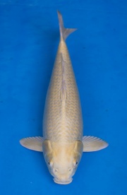 40-山吹黃金(和泉屋)-55cm-公-2014年產-(2016江語鯉苑首場拍賣會)