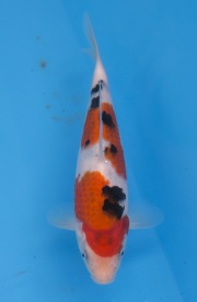 30-楓林養魚場-大正-22CM