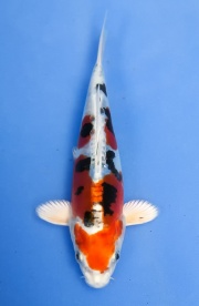 64(國際錦鯉養殖場)-金輝黑龍(日本-詰養鯉場產)-17cm-不明-20...