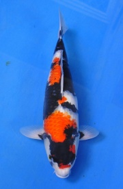 01-貞子昭和-48cm-母-2014年產-(2016明宏錦鯉園拍賣會)...