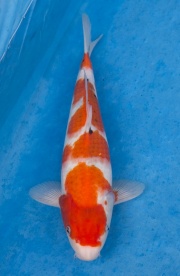 17-元大錦鯉園-大正-36CM