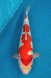 26-元大錦鯉園-紅白-42CM