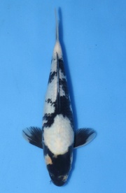 34-白寫-26cm-母-2016年產-3000起標-(江口-2017聯拍-第二階段)-1