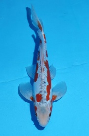 25-龍鳳秋翠-32cm-不明-2015年產-(2016佳河錦鯉園拍賣...