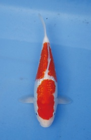 05.北海岸-05-銀麟紅白-30公分-母魚-右-2013年