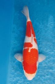 23.元大錦鯉園-紅白-37CM-母