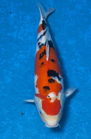 45-大正三色-52cm-公--2014產-(寶源錦鯉養殖場-2015)