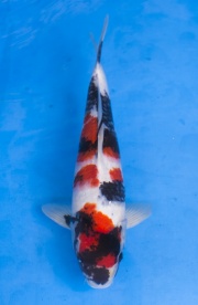 38-昭和三色-46cm-公-2014年產-(2016江語鯉苑首場拍賣會)
