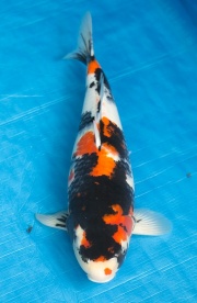 18-昭和三色-48cm-母-2016年產-5000起標-(強度p3-2017元大昭和拍...