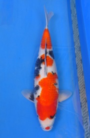 16-真子昭和-49cm-母--2014年產-(2016明宏錦鯉園拍賣會)