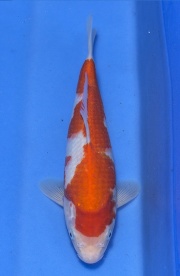 42-紅白-31cm-2015產-(愛鯉家銘鯉苑)