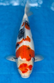 07-昭和三色-50cm-母-2016年產-5000起標-(強度p3-2017元大昭和拍...