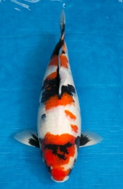 13-昭和三色-50cm-母-2016年產-10000起標-(強度p3-2017元大昭和拍...