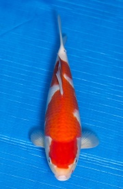 17-紅白(大和Yamato系)-33cm-不明-2017年產-3000起標-(御三家錦鯉...