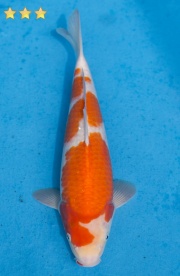 21-紅白-33cm-不明