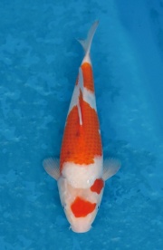 38.元大錦鯉園-大正-32CM-不明