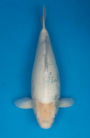 29-白寫-65cm-母-2013年產-(2016愛鯉家銘鯉苑-1)-1