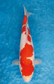 28.元大錦鯉園-紅白-40CM-不明