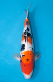 38-大正三色-44cm-母-2019年產-3000起標-(超越最终回--2020元大...