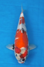 08-昭和三色-40cm-公-2016年產-3000起標-(強度p2-2017元大昭和拍...