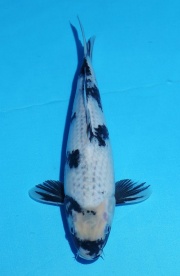 13-影白寫-29cm-母-2015年產-(2016佳河錦鯉園拍賣會p-1)-1