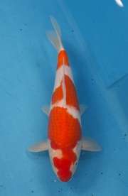 29-楓林養魚場-紅白-33CM
