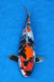 35-昭和三色-39cm-母-2016年產-3000起標-(強度p2-2017元大昭和拍...