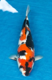 27-昭和三色-47cm-母-2016年產-5000起標-(強度p3-2017元大昭和拍...