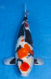 01-昭和三色-61cm-母-2015年產-8000起標-(2017江語鯉苑拍賣會)-1