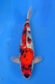 23-真子昭和-50cm-公-2014年--(2016明宏錦鯉園拍賣會)