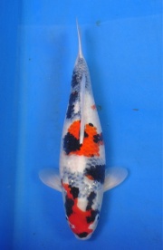 06-真子昭和-52cm-母-2014年產--(2016明宏錦鯉園拍賣會)